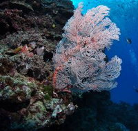Barracuda Bommie Dive Site - Accommodation Ballina