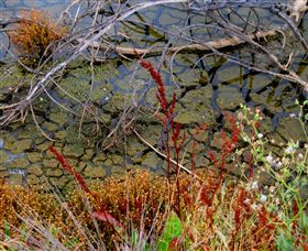 Cussen Park - Accommodation Ballina 1