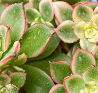 Billabong Garden Complex  Cafe - Accommodation Ballina