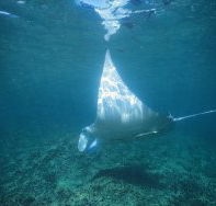 Manta Ray Bay Dive Site - Accommodation Ballina