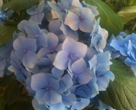 Abandon Stress Mobile Massage - Accommodation Ballina 3