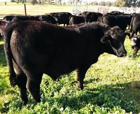 Ochre Arch Farm - Accommodation Ballina 2