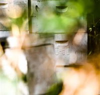 Bees on Keswick Island - Accommodation Ballina
