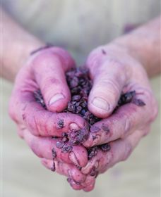 Granite Hills Winery - Accommodation Ballina 3