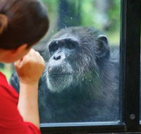 The Rockhampton Zoo - Accommodation Ballina
