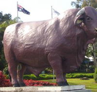Rockhampton Bull Statues - Accommodation Ballina