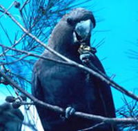 Mount Archer National Park - Accommodation Ballina