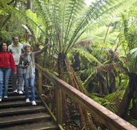 Otway Fly Treetop Adventures - Accommodation Ballina