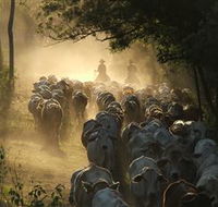 Springvale Horse Treks - Accommodation Ballina