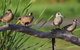 Jerrabomberra Wetlands - thumb 0