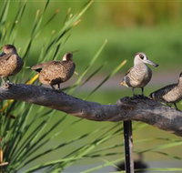 Jerrabomberra Wetlands - Accommodation Ballina