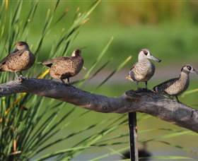 Jerrabomberra Wetlands - Accommodation Ballina 0