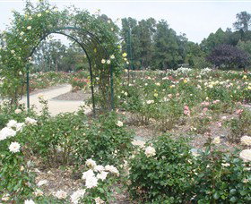 Victoria Park Rose Garden - Accommodation Ballina 0