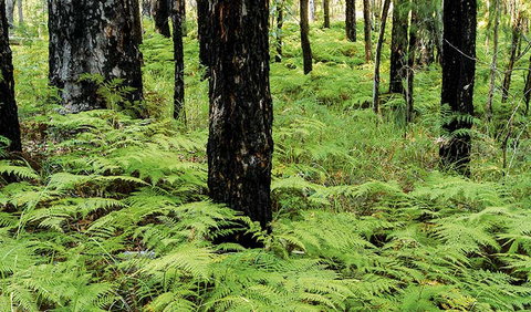 River Walk - Accommodation Ballina 2