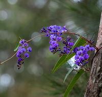 Mann River Nature Reserve - Accommodation Ballina