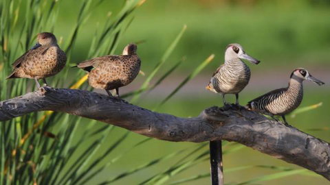 Jerrabomberra Wetlands - Accommodation Ballina 2