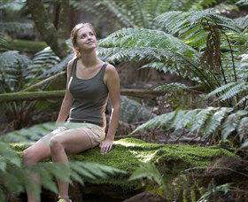 Barrington Tops National Park - Honeysuckle Forest Track - Accommodation Ballina 0