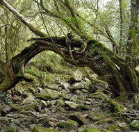 Mitchell River Walking Track - Accommodation Ballina