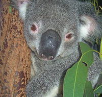 Hunter Valley Zoo - Accommodation Ballina