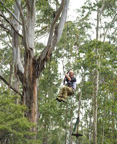 TreeTop Adventure Park Central Coast - Accommodation Ballina 2