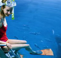 Roy Rufus Artificial Reef Dive Site - Accommodation Ballina