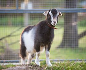 Amazement Farm And Fun Park / Cafe And Farmstay Accommodation - Accommodation Ballina 3