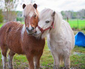 Amazement Farm And Fun Park / Cafe And Farmstay Accommodation - Accommodation Ballina 5