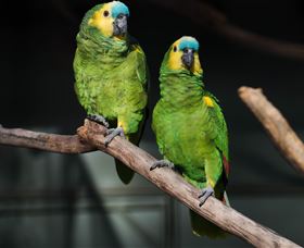 Amazement Farm And Fun Park / Cafe And Farmstay Accommodation - Accommodation Ballina 7