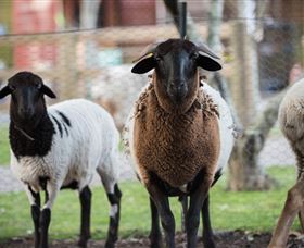 Amazement Farm And Fun Park / Cafe And Farmstay Accommodation - Accommodation Ballina 4