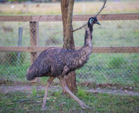 Amazement Farm And Fun Park / Cafe And Farmstay Accommodation - Accommodation Ballina 6