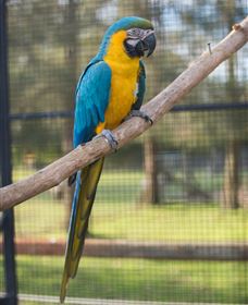 Amazement Farm And Fun Park / Cafe And Farmstay Accommodation - Accommodation Ballina 8