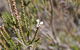 Cambewarra Range Nature Reserve - thumb 2