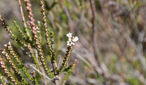 Cambewarra Range Nature Reserve - Accommodation Ballina 2