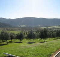 Hastings Valley Olives - Accommodation Ballina
