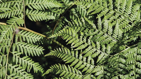 Glenrock State Conservation Area - Accommodation Ballina 3