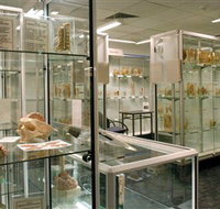 Museum of Human Disease - Accommodation Ballina