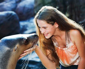 Sea Life Sunshine Coast - Accommodation Ballina 1