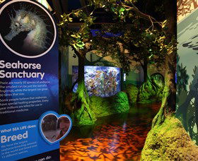 Sea Life Sunshine Coast - Accommodation Ballina 3