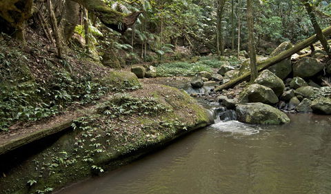 Booyong Walking Track - Accommodation Ballina 1