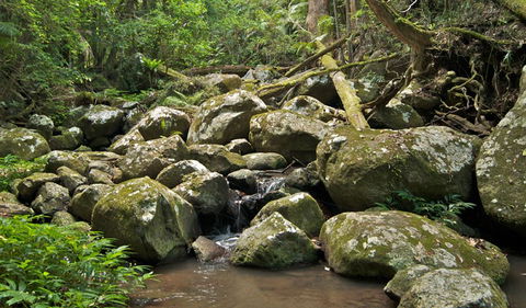Booyong Walking Track - Accommodation Ballina 0