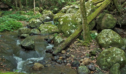 Booyong Walking Track - Accommodation Ballina 2