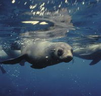 Wilsons Promontory Marine National Park - Accommodation Ballina