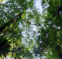 Botanic walk - Accommodation Ballina