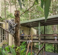 Daisy Hill Koala Centre - Accommodation Ballina