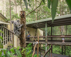 Daisy Hill Koala Centre - Accommodation Ballina 0