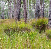 Narrawallee Inlet walking track - Accommodation Ballina