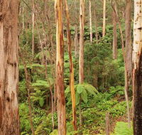 Cycle Mogo State Forest - Accommodation Ballina