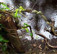 Mogo Bushwalk - Accommodation Ballina