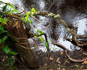 Mogo Bushwalk - Accommodation Ballina 0