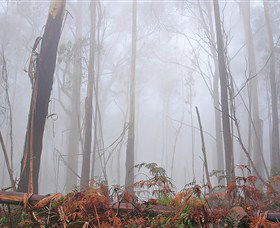 Mogo Bushwalk - Accommodation Ballina 1